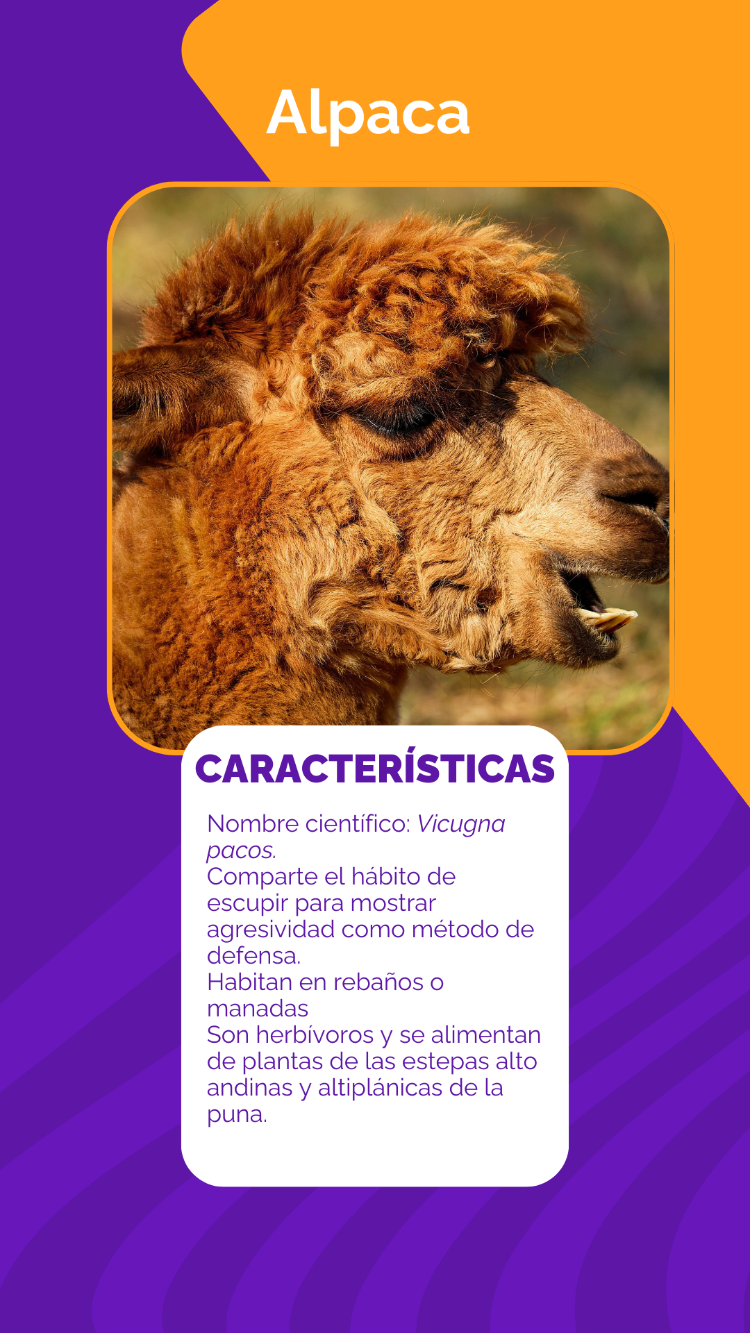 Alpaca