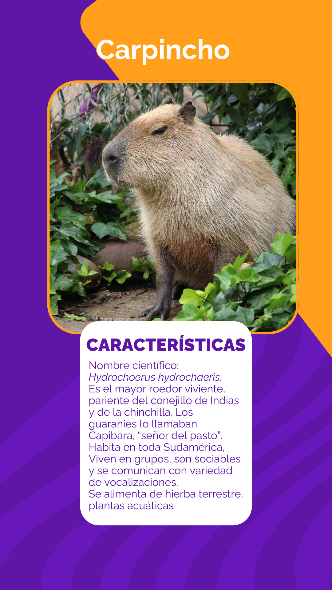 Carpincho