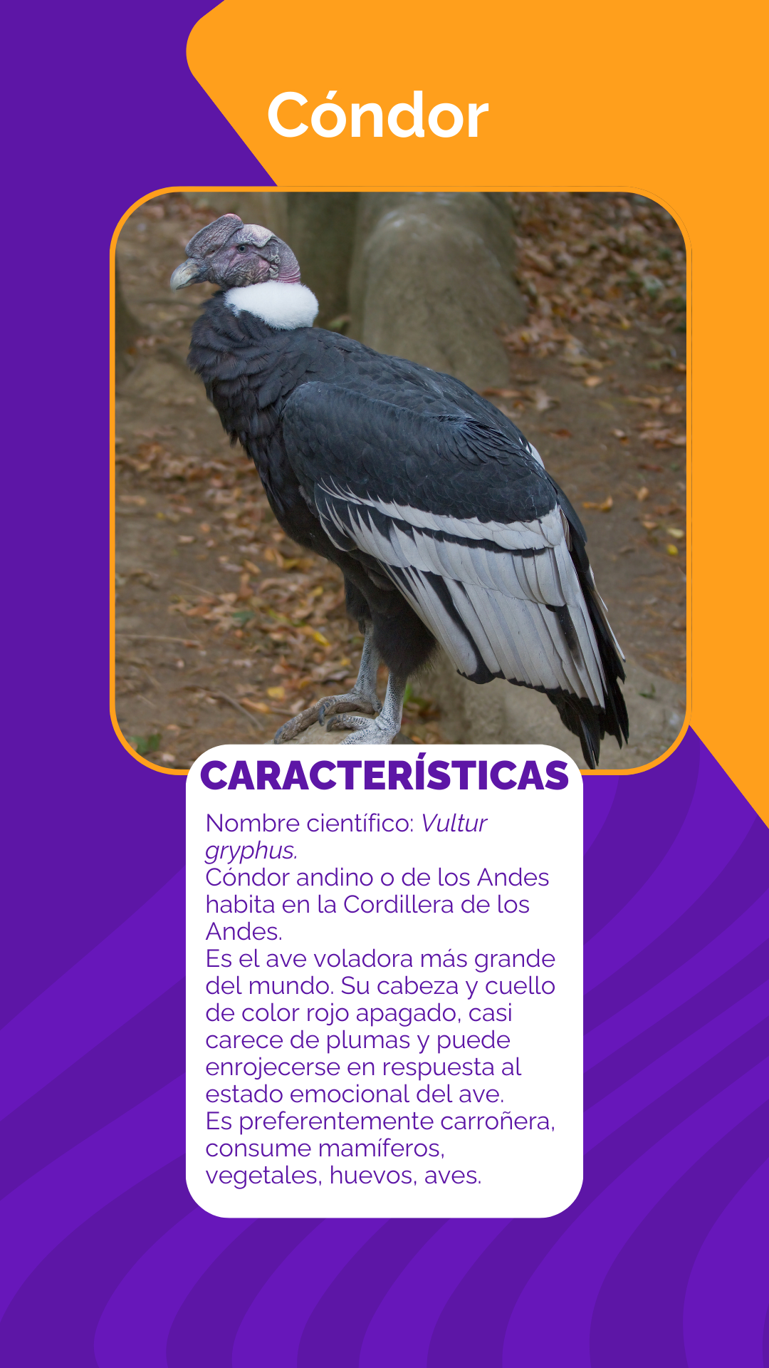 Cóndor