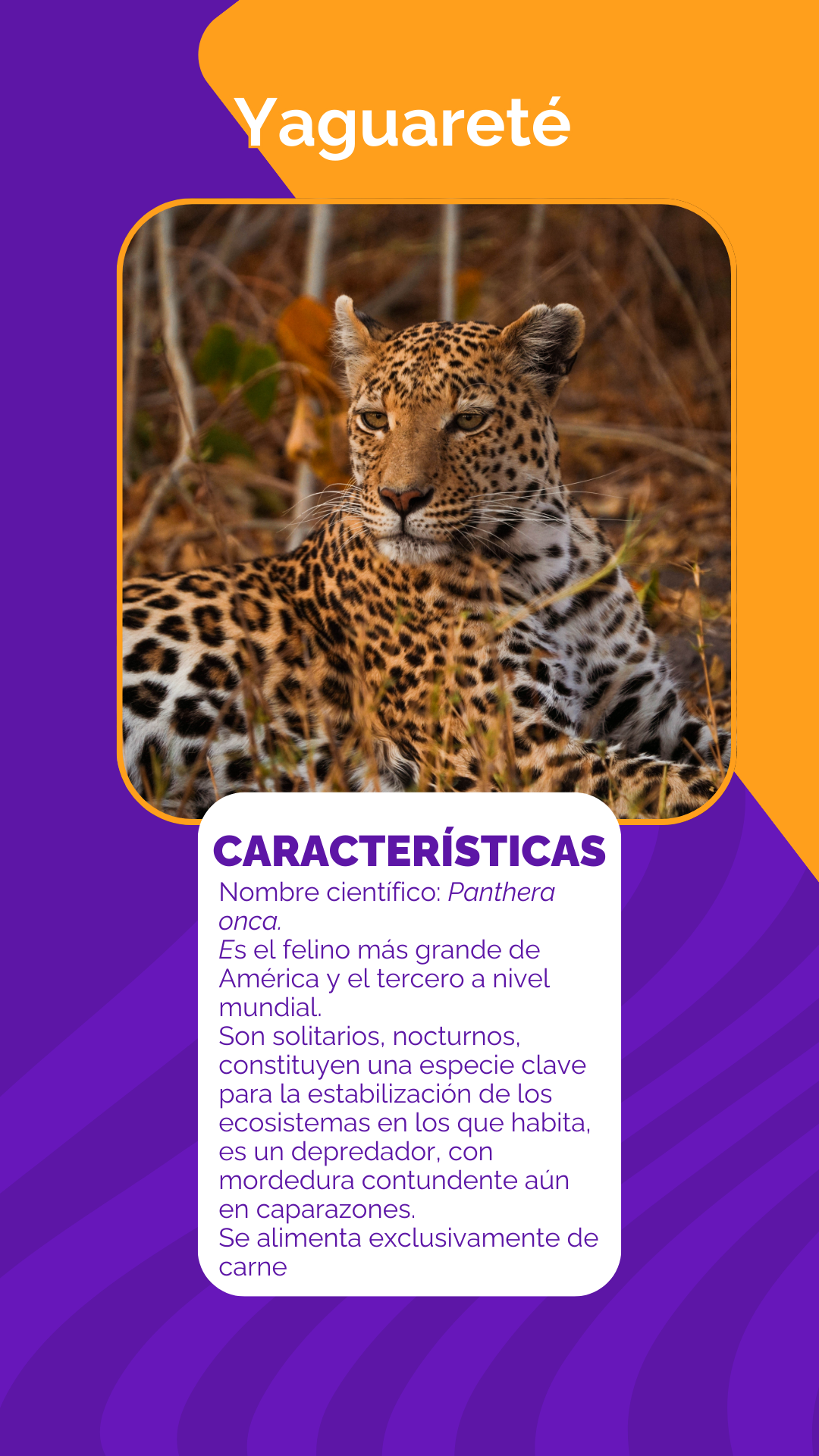 Yaguareté