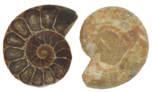 Amonite 