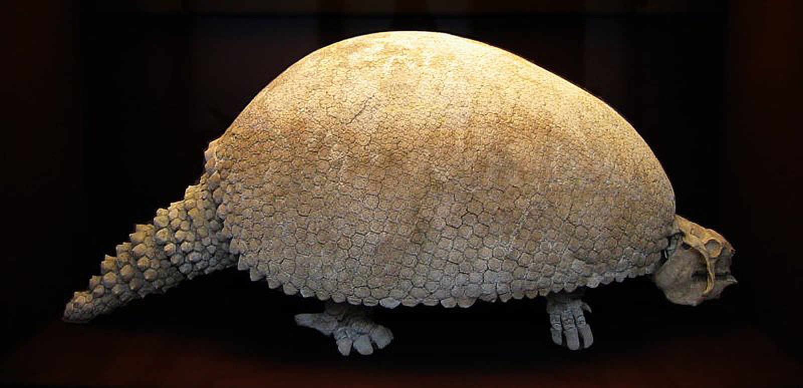 Glyptodonte hallado en Río Luján, Argentina