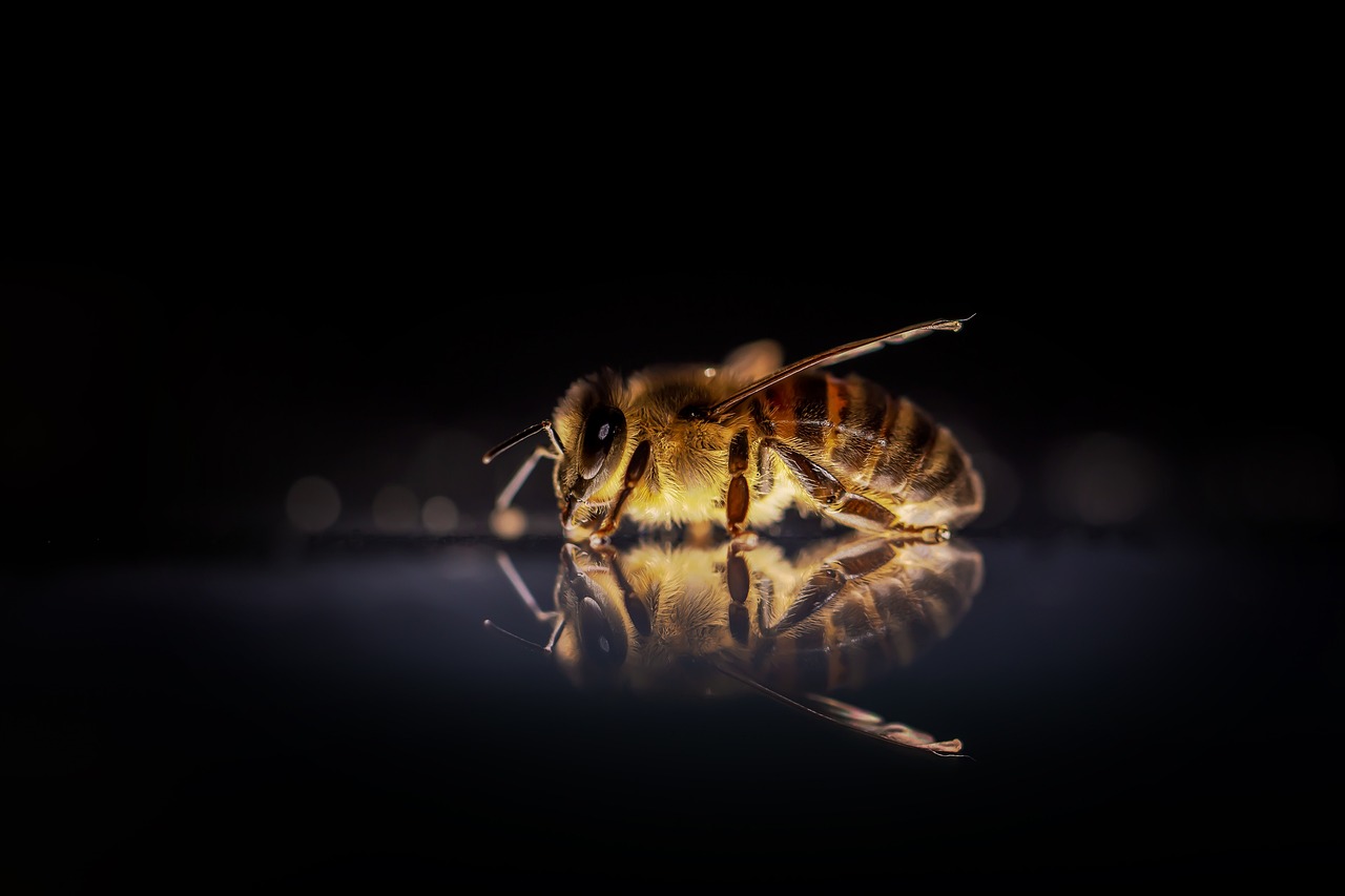 Abeja actual
