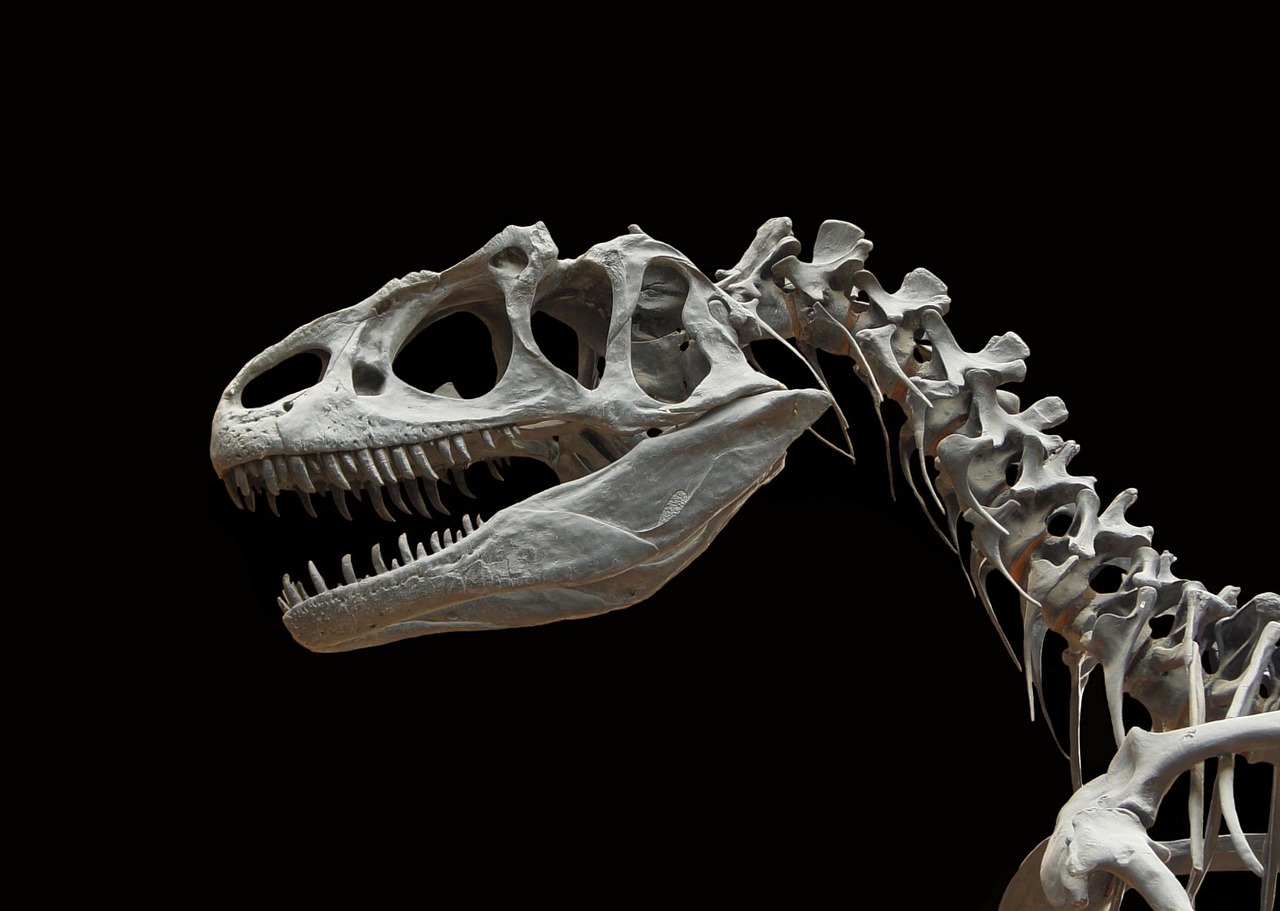 Esqueleto de Allosaurus
