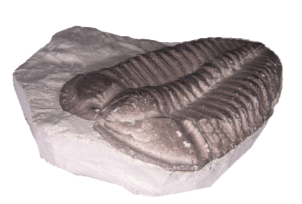 Fósil de un artrópodo extinto, llamado trilobite 