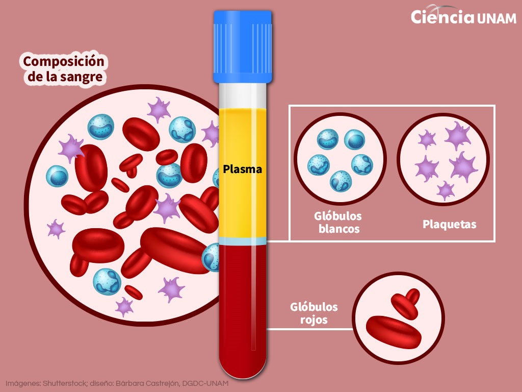 Componentes de la sangre