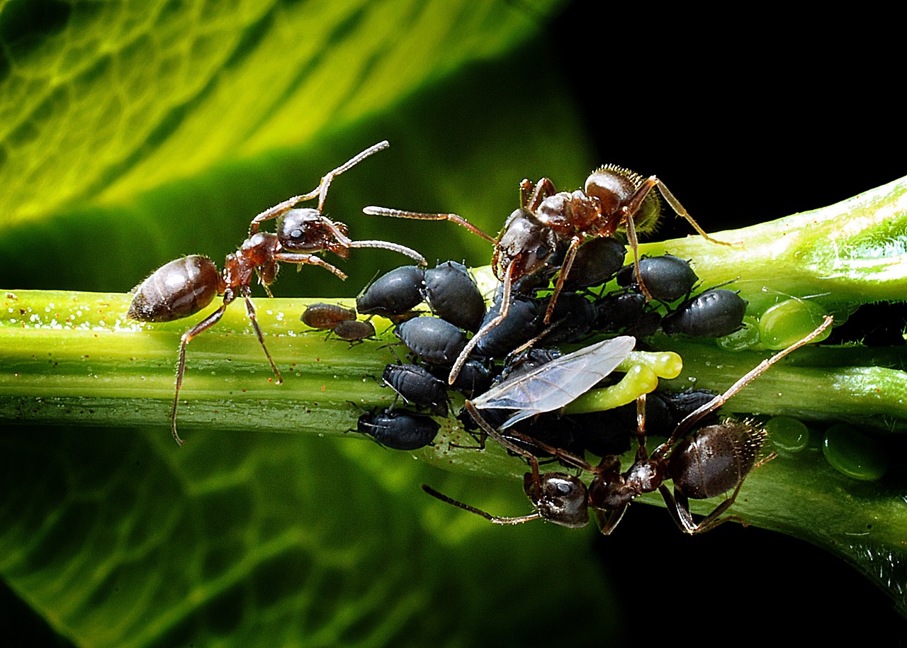 hormigas comiendo