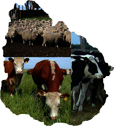 uruguay ganadero: ovinos, bovinos y lechería