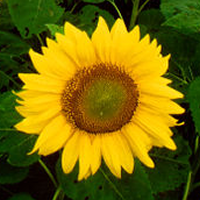 girasol