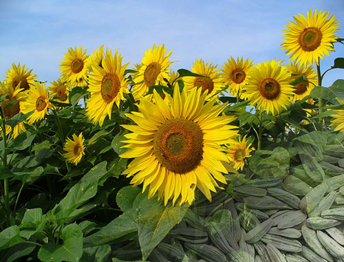 Girasol | Uruguay productivo: producción agrícola