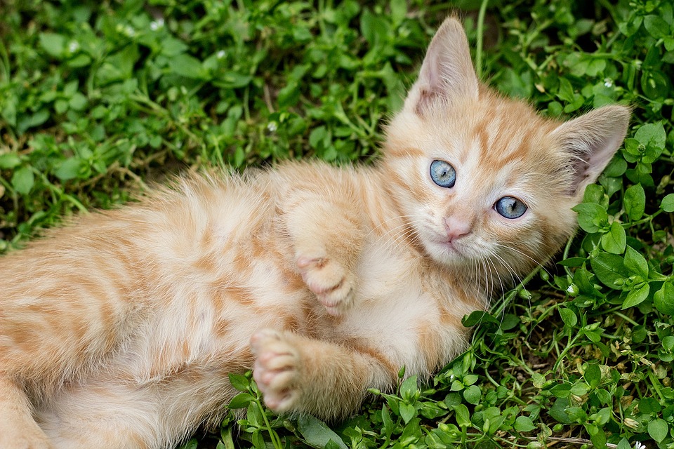 Gato amarillo de ojos azules echado sobre el pasto 