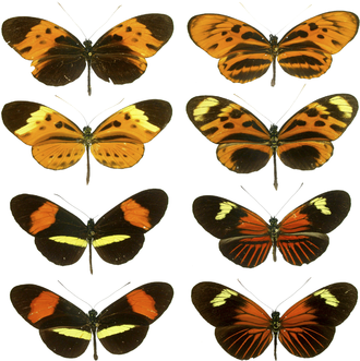 Diversidad de mariposas
