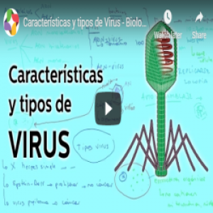 Características y tipos de virus