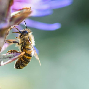 La salud de las abejas y el futuro de la vida en el planeta
