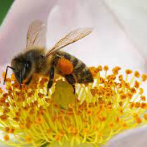 La salud de las abejas. Departamento de Microbiología