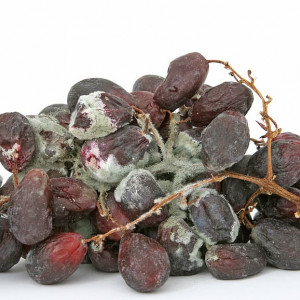 Variedad Tannat y Biodiversidad de Levaduras