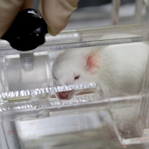 Importancia de animales de laboratorio en la investigación científica