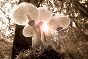 La vida en el reino Fungi