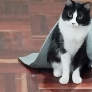 El misterio del gato perdido