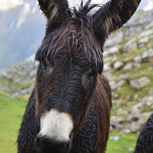 Platero y yo (audiolibro)