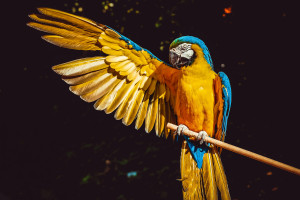 ¡Aplaudamos a los Loros!
