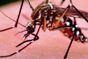 Campaña de prevención: el dengue