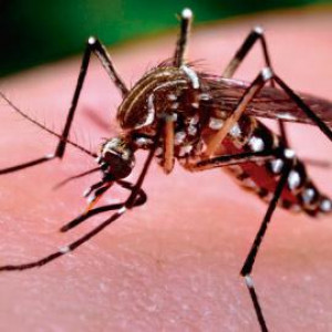 Campaña de prevención: el dengue